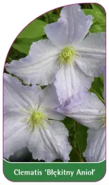 etykieta-szkolkarska-clematis-blekitny-aniol