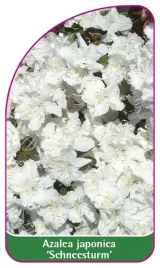 etykieta-szkolkarska-azalea-japonica-schneesturm-b