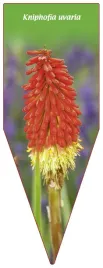 etykieta-szkolkarska-kniphofia-uvaria-a