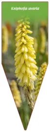 etykieta-szkolkarska-kniphofia-uvaria-c