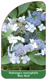 etykieta-szkolkarska-hydrangea-macrophylla-blue-bird-b