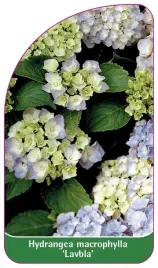etykieta-szkolkarska-hydrangea-macrophylla-lavbla-b