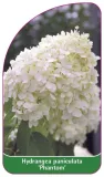 etykieta-szkolkarska-hydrangea-paniculata-phantom-c