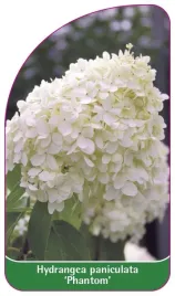 etykieta-szkolkarska-hydrangea-paniculata-phantom-c