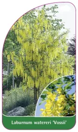 etykieta-szkolkarska-laburnum-watereri-vossii-c
