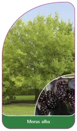 etykieta-szkolkarska-morus-alba-owoc-czarny