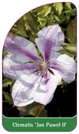 etykieta-szkolkarska-clematis-jan-pawel-ii