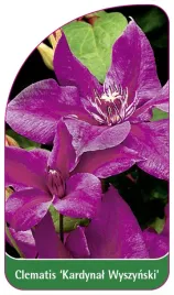 etykieta-szkolkarska-clematis-kardynal-wyszynski-a