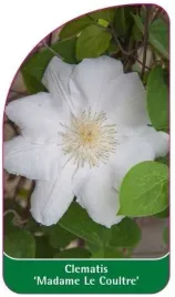 etykieta-szkolkarska-clematis-madame-le-coultre-c