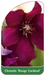 etykieta-szkolkarska-clematis-rouge-cardinal-b