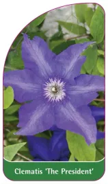 etykieta-szkolkarska-clematis-the-president