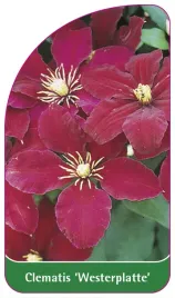etykieta-szkolkarska-clematis-westerplatte-a