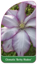 etykieta-szkolkarska-clematis-betty-risdon-a