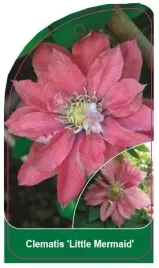 etykieta-szkolkarska-clematis-little-mermaid-b