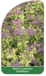 etykieta-szkolkarska-spiraea-japonica-goldflame-b