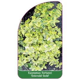 etykieta-szkolkarska-euonymus-fortunei-emerald-gold-c