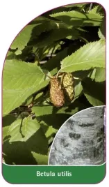 etykieta-szkolkarska-betula-utilis-a