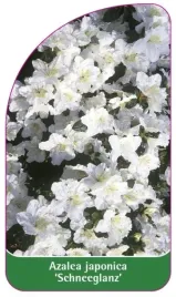 etykieta-szkolkarska-azalea-japonica-schneeglanz-standard-a