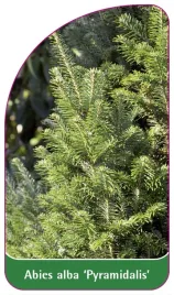 etykieta-szkolkarska-abies-alba-pyramidalis