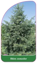 etykieta-szkolkarska-abies-concolor