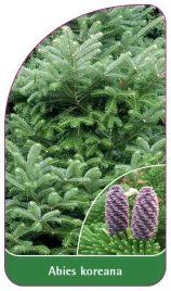 etykieta-szkolkarska-abies-koreana