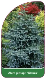 etykieta-szkolkarska-abies-pinsapo-glauca-a
