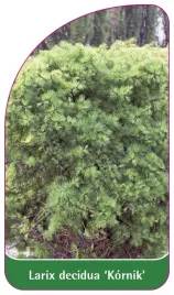 etykieta-szkolkarska-larix-decidua-kornik
