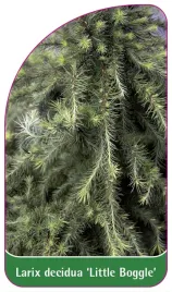 etykieta-szkolkarska-larix-decidua-little-boggle