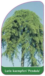 etykieta-szkolkarska-larix-kaempferi-pendula