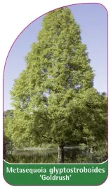 etykieta-szkolkarska-metasequoia-glyptostroboides-goldrush