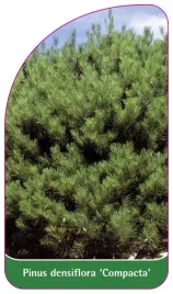 etykieta-szkolkarska-pinus-densiflora-compacta