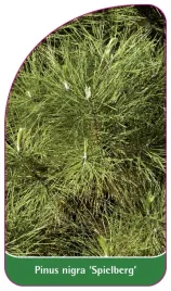 etykieta-szkolkarska-pinus-nigra-spielberg