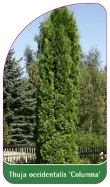 etykieta-szkolkarska-thuja-occidentalis-columna