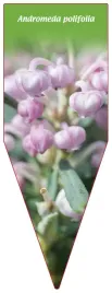 etykieta-szkolkarska-andromeda-polifolia