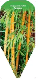 etykieta-szkolkarska-fargesia-murielae-bambus
