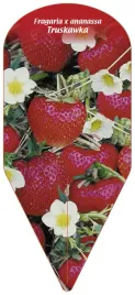 fragaria-x-ananassa-truskawka-1