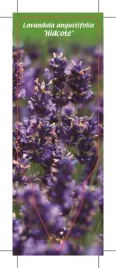 etykieta-szkolkarska-lavandula-angustifolia-hidcote