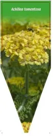 etykieta-szkolkarska-achillea-tomentosa