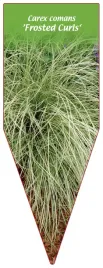 etykieta-szkolkarska-carex-comans-frosted-curls