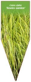 etykieta-szkolkarska-carex-elata-bowles-garden