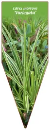 etykieta-szkolkarska-carex-morrowi-variegata