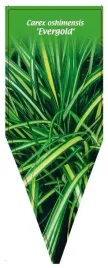 etykieta-szkolkarska-carex-oshimensis-evergold-b