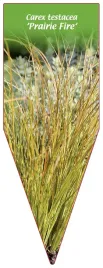 etykieta-szkolkarska-carex-testacea-prairie-fire