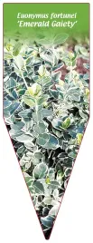 etykieta-szkolkarska-euonymus-fortunei-emerald-gaiety