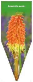 etykieta-szkolkarska-kniphofia-uvaria-b