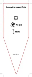 etykieta-szkolkarska-lavandula-angustifolia