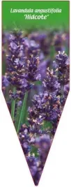 etykieta-szkolkarska-lavandula-angustifolia-hidcote
