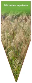 etykieta-szkolkarska-miscanthus-nepalensis