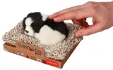 spiacy-na-legowisku-border-collie