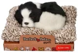 spiacy-na-legowisku-border-collie-stan-nowy